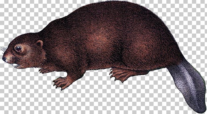 Platypus Beaver Rodent Animal Mammal PNG, Clipart, Animal, Animal Figure, Animals, Beaver, Carnivora Free PNG Download