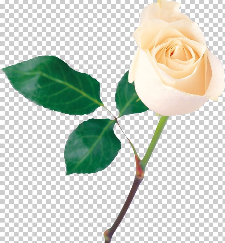 White Roses PNG, Clipart, White Roses Free PNG Download