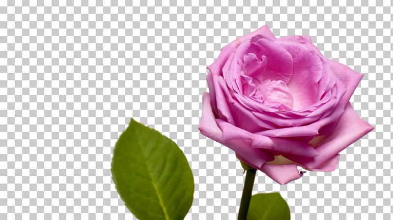 Garden Roses PNG, Clipart, Biology, Bud, Cabbage Rose, Cut Flowers, Floribunda Free PNG Download