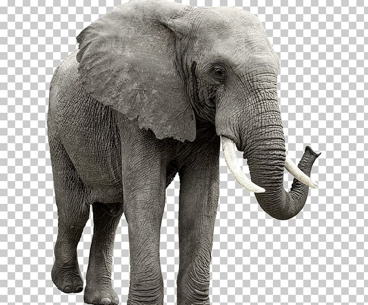 African Elephant PNG, Clipart, African Forest Elephant, Animals, Elephant, Elephantidae, Elephant In The Room Free PNG Download