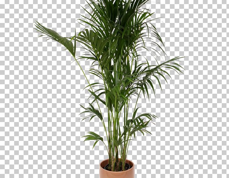 Howea Forsteriana Houseplant Chamaedorea Elegans Ravenea PNG, Clipart, Arecaceae, Arecales, Areca Palm, Bamboo, Cactaceae Free PNG Download