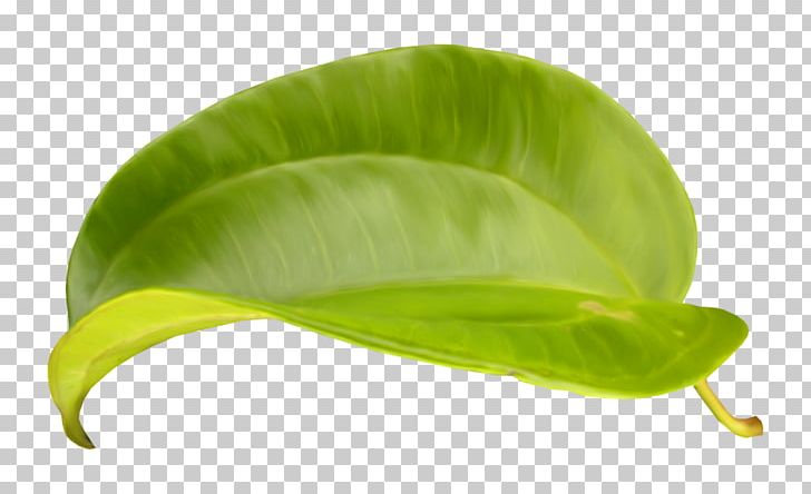 Leaf Blog .net PNG, Clipart, Ara, Blog, Computer Icons, Email, Green Free PNG Download