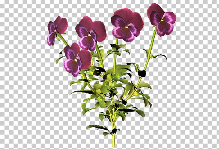 Pansy Wildflower Cut Flowers Information PNG, Clipart, Branch, Cut Flowers, Flora, Flower, Flowering Plant Free PNG Download