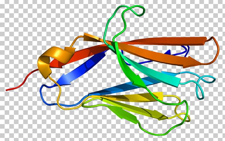 CD300LF Receptor Gene Antibody Protein PNG, Clipart, Antibody, Apoptosis, Cell, Gene, Gene Expression Free PNG Download