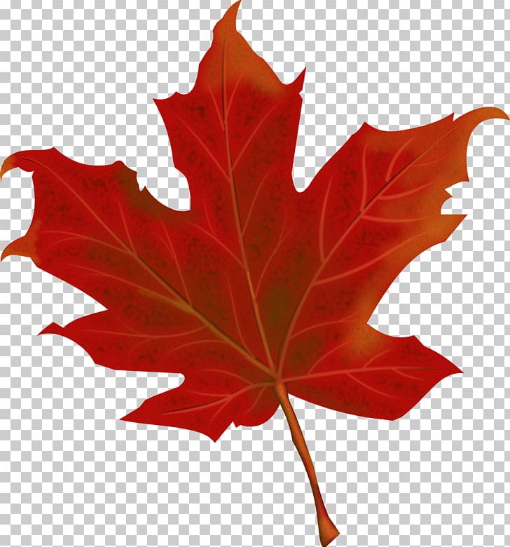 Leaf Autumn Canada PNG, Clipart, Art, Autumn, Autumn Leaf Color, Autumn Leaves, Canada Free PNG Download