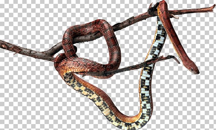 Snake PNG, Clipart, Animal, Benedict Cumberbatch, Gimp, Photoscape, Raster Graphics Editor Free PNG Download