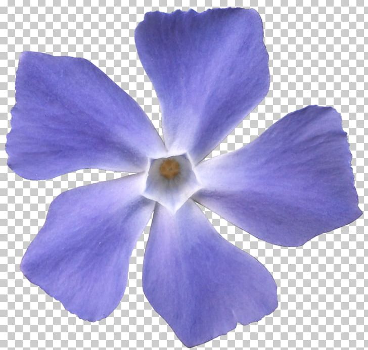 Viola Sororia Flower Violet Blue Purple PNG, Clipart, Blue, Cobalt Blue, Flower, Flowering Plant, Herbaceous Plant Free PNG Download