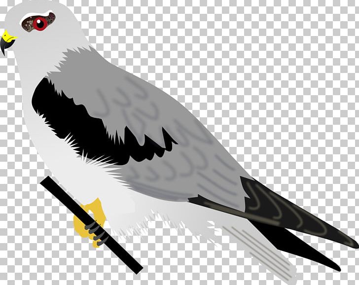Bird Of Prey Accipitriformes Beak Hawk PNG, Clipart, Accipitriformes, Animal, Animals, Beak, Bird Free PNG Download