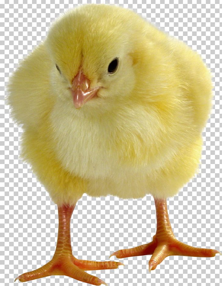 Broiler Leghorn Chicken Egg Livestock Sales PNG, Clipart, Beak, Bird, Breed, Broiler, Cattle Free PNG Download