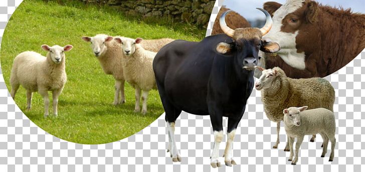 Cattle Sheep Horse Tame Animal Goat PNG, Clipart, Animal, Animal Husbandry, Animals, Cattle, Cattle Like Mammal Free PNG Download