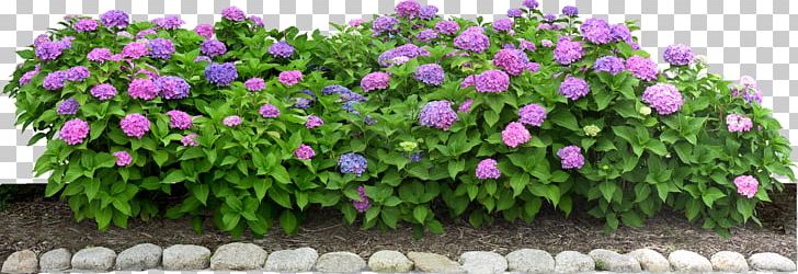 Flowering Plant Shrub PNG, Clipart, Annual Plant, Bushes, Chrysanthemum, Flower, Flower Garden Free PNG Download