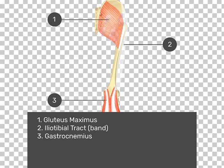 Gluteal Muscles Gluteus Medius Muscle Gluteus Maximus Muscle Biceps Femoris Muscle Semimembranosus Muscle PNG, Clipart, Adductor Magnus Muscle, Angle, Arm, Fascia Lata, Gluteal Muscles Free PNG Download
