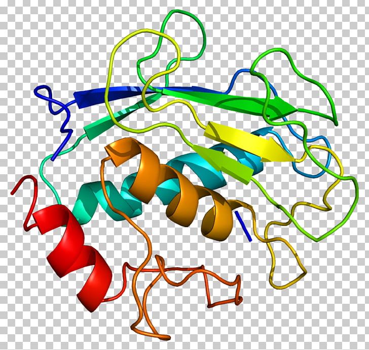 Matrix Metalloproteinase MMP8 Collagenase Horseradish Peroxidase PNG, Clipart, Area, Artwork, Collagen, Collagenase, Gene Free PNG Download