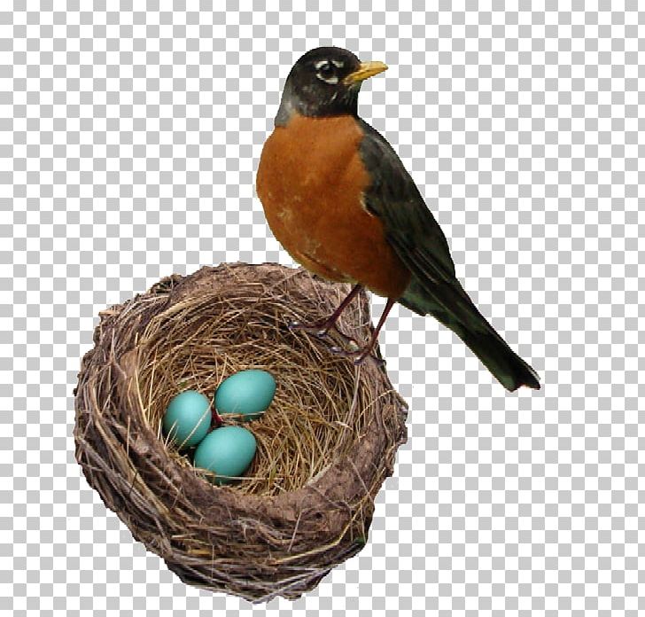 The Robin's Nest Bellingham Marketplace American Robin Bird Nest Person PNG, Clipart, American Robin, Animals, Author, Beak, Bellingham Free PNG Download