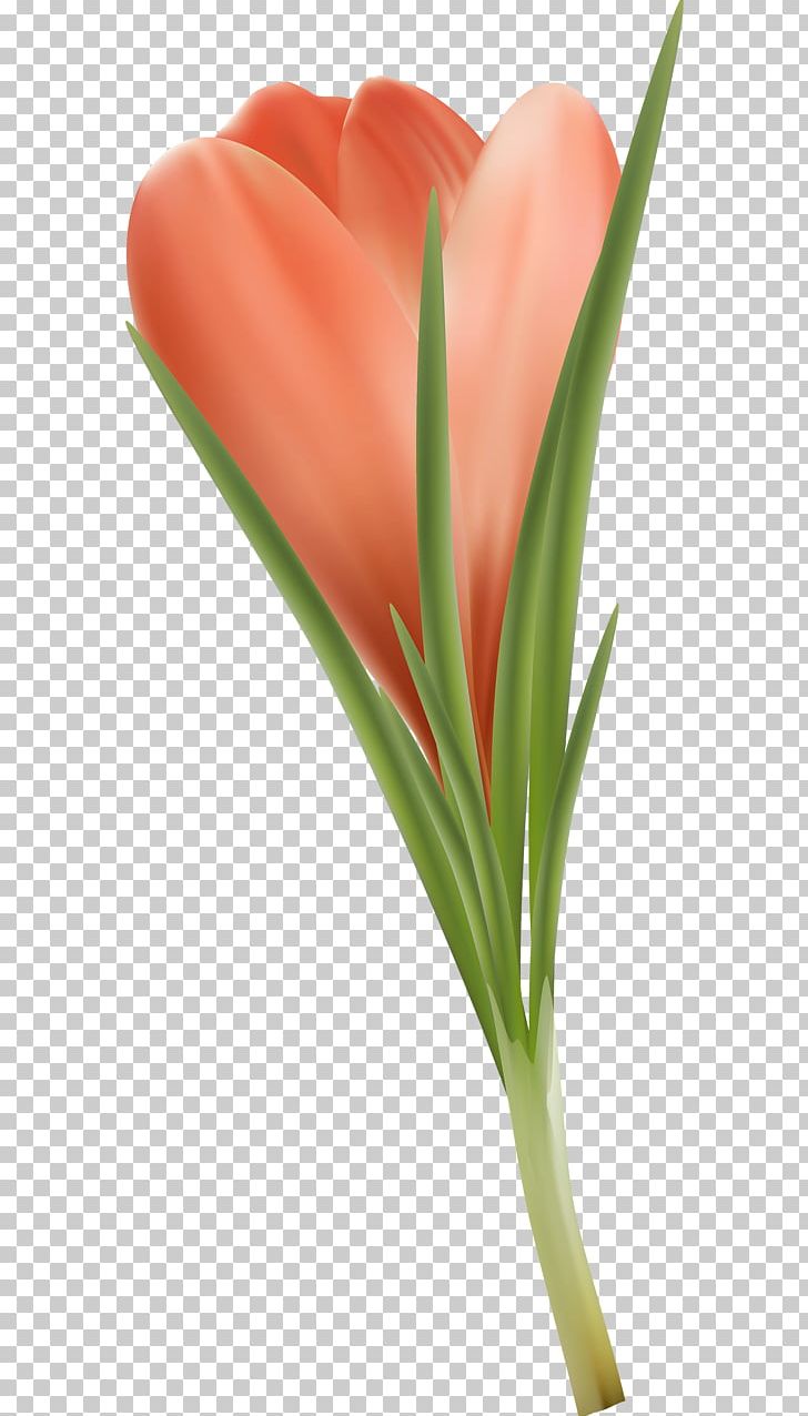 Tulip Petal Close-up Plant Stem PNG, Clipart, Closeup, Close Up, Fleur, Flower, Flowering Plant Free PNG Download