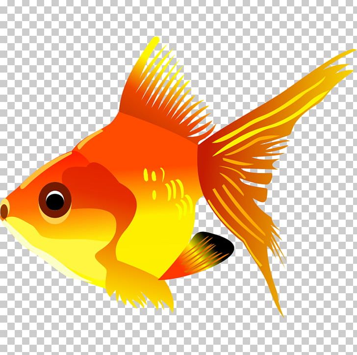 Carassius Auratus Fish PNG, Clipart, Bony Fish, Carassius Auratus, Download, Fauna, Fin Free PNG Download