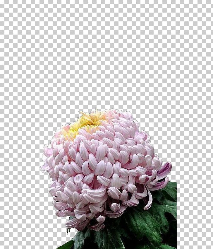 Chrysanthemum Petal Euclidean PNG, Clipart, Chrysanthemum Chrysanthemum, Chrysanthemums, Dahlia, Daisy Family, Encapsulated Postscript Free PNG Download