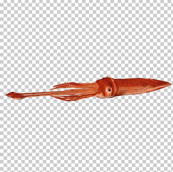 Colossal Squid Giant Squid Invertebrate PNG, Clipart, Animal Source Foods, Cephalopod, Colossal Squid, Computer Software, Giant Squid Free PNG Download