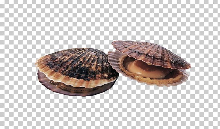 Scallop Cockle Seafood Japanese Cuisine PNG, Clipart, Adductor Muscles, Animal, Animals, Animal Source Foods, Aquatic Free PNG Download
