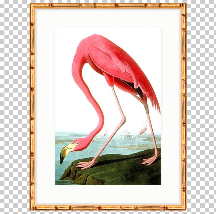 The Birds Of America American Flamingo National Audubon Society PNG, Clipart, American, American Flamingo, Animals, Art, Bamboo Free PNG Download