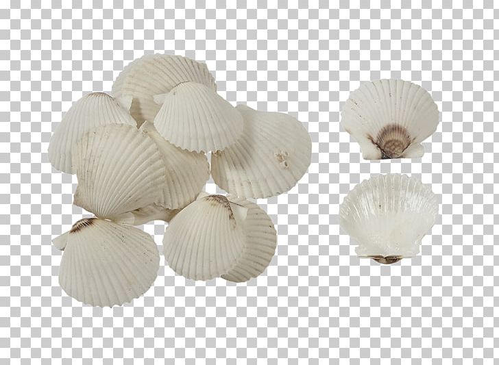 Cockle Seashell Amazon.com Pectinidae Shellcraft PNG, Clipart, Amazoncom, Animals, Art, Beach, Clam Free PNG Download
