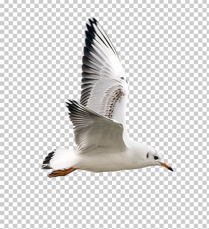 Gulls Bird Jonathan Livingston Seagull Photography PNG, Clipart, Animals, Animation, Beak, Bird, Blog Free PNG Download