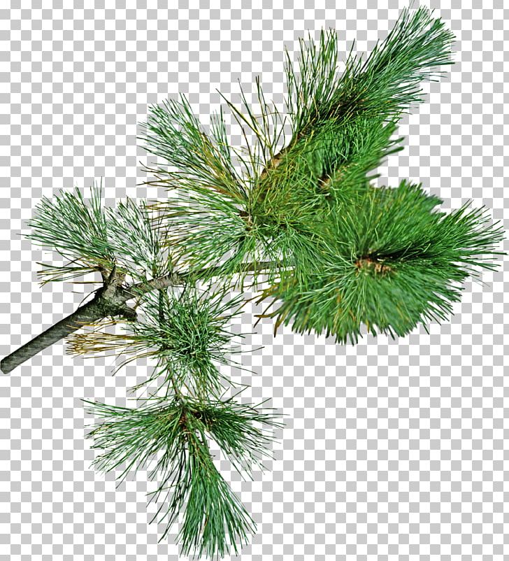 Snegurochka Pine Spruce Fir Santa Claus PNG, Clipart, Branch, Christmas, Christmas Ornament, Christmas Tree, Conifer Free PNG Download