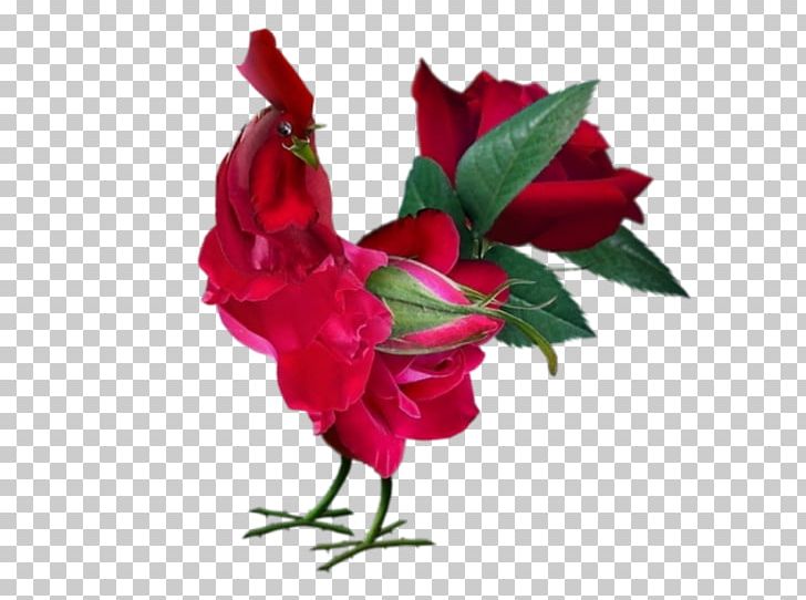 China Rose Rose Water Rose Hip Flower PNG, Clipart, Chicken, China Rose, Cut Flowers, Desktop Wallpaper, Dreamland Free PNG Download