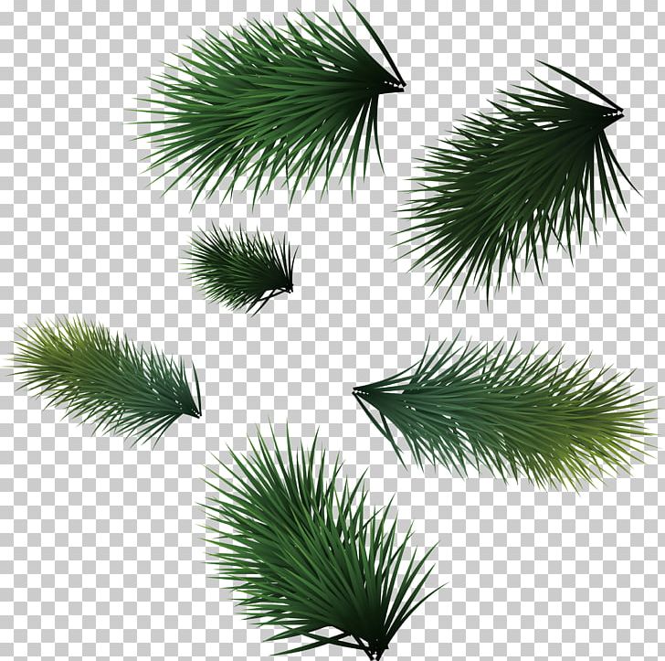 Christmas Leaf Icon PNG, Clipart, Arecaceae, Arecales, Background Green, Borassus Flabellifer, Branch Free PNG Download
