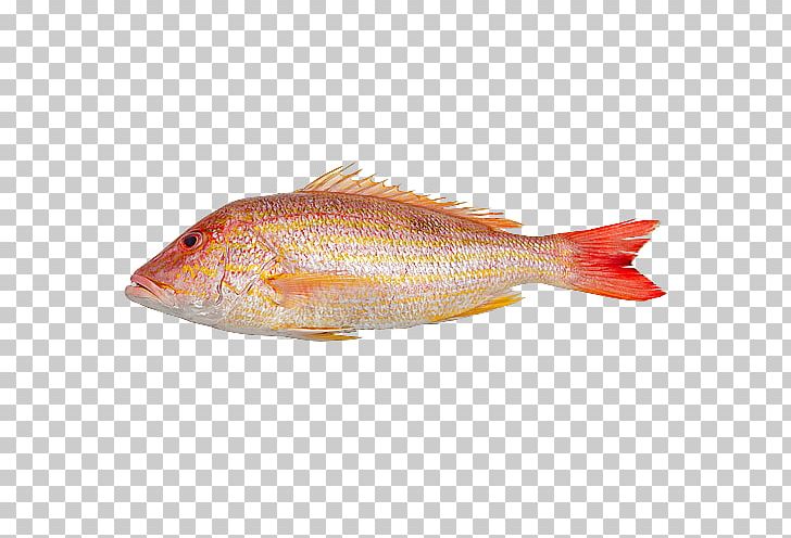 Northern Red Snapper Fish Products 09777 Oily Fish Salmon PNG, Clipart, 09777, Animal Source Foods, Biology, Fish, Fish Products Free PNG Download