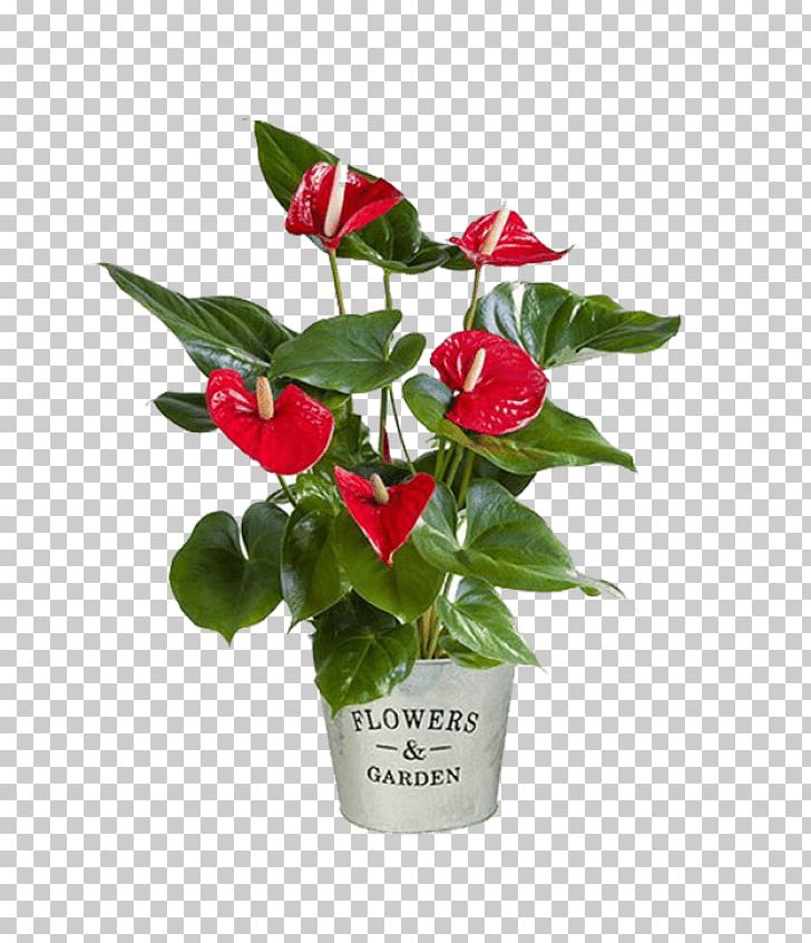 Plant Cut Flowers Laceleaf Gift PNG, Clipart, Artificial Flower, Azalea, Birthday, Cut Flowers, Evergreen Free PNG Download