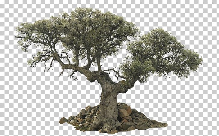 Tree Giant Sequoia Rendering PNG, Clipart, Bonsai, Branch, Download, Giant Sequoia, Houseplant Free PNG Download