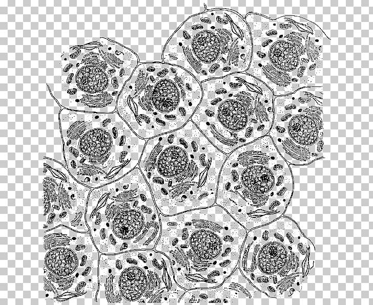 Cell Mitochondrion DNA Organelle Metabolism PNG, Clipart, Adenosine Triphosphate, Area, Biology, Black And White, Cell Free PNG Download