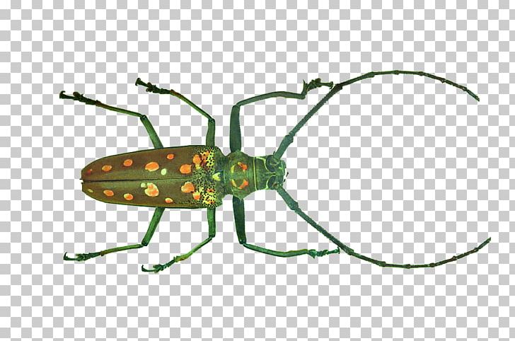 Longhorn Beetle Weevil PNG, Clipart, Animal, Animals, Antenna, Arthropod, Beetle Free PNG Download