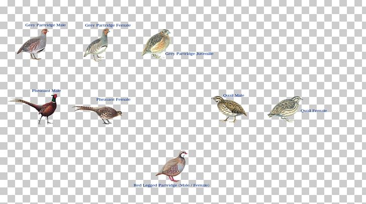 Beak Fauna Ecosystem Wildlife Feather PNG, Clipart, Animals, Beak, Bird, Ecosystem, Fauna Free PNG Download