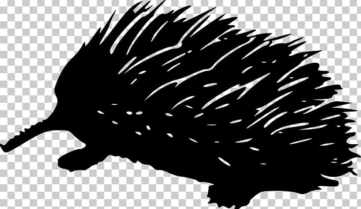Echidna Drawing PNG, Clipart, Black, Black And White, Download, Drawing, Echidna Free PNG Download