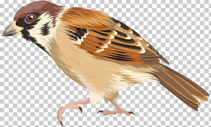 House Sparrow Bird Parrot PNG, Clipart, Animals, Beak, Bird, Computer Icons, Encapsulated Postscript Free PNG Download