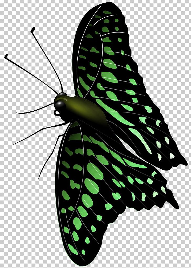 Monarch Butterfly Moth Brush-footed Butterflies PNG, Clipart, Arthropod, Brush Footed Butterfly, Butterflies And Moths, Butterfly, Insect Free PNG Download