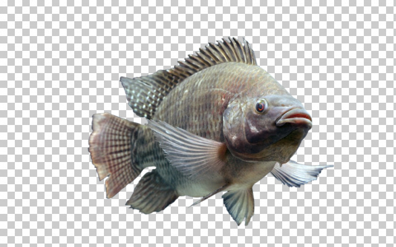 Fish Fish Tilapia Perch Bluegill PNG, Clipart, Bass, Bluegill, Bonyfish, Fin, Fish Free PNG Download