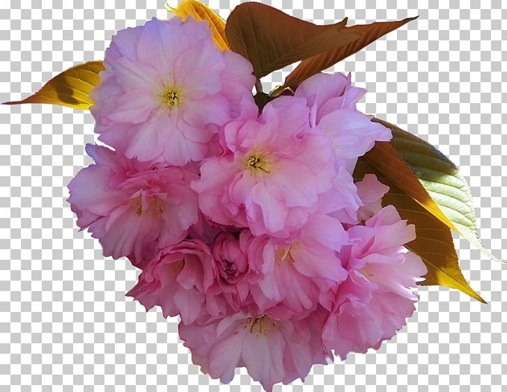 Cut Flowers Floral Design Petal PNG, Clipart, Blossom, Branch, Cherry Blossom, Cut Flowers, Dough Free PNG Download