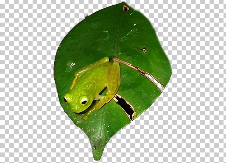 Friends For Conservation And Development True Frog Resource Natural Environment PNG, Clipart, Amphibian, Conservation, District Of Belize, Environmental Education, Frog Free PNG Download