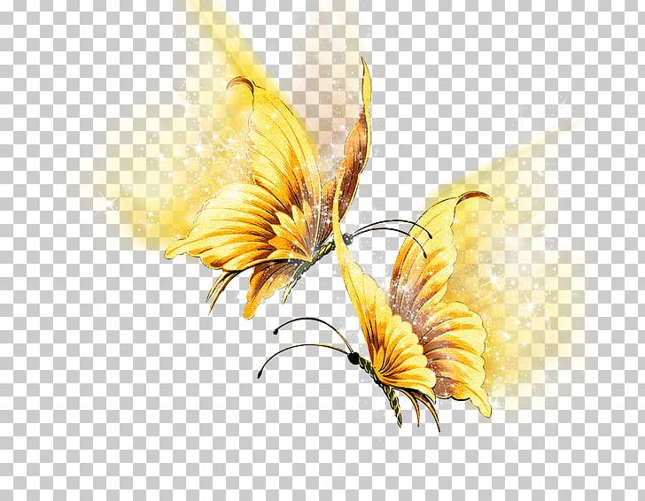 Butterfly Birthday Idea Insect PNG, Clipart, 272, 273, Birthday, Butterflie, Computer Wallpaper Free PNG Download