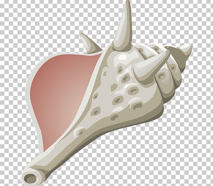 Conch PNG, Clipart, Conch Free PNG Download