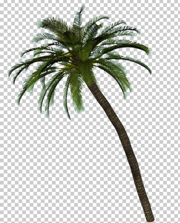 Date Palm Arecaceae Tree Service PNG, Clipart, Arecaceae, Arecales, Date Palm, Flowerpot, Food Drinks Free PNG Download