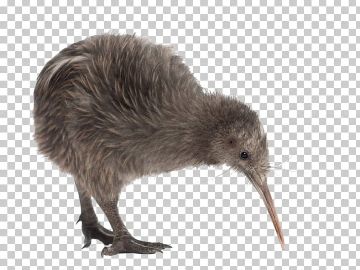 Flightless Bird Beak North Island Brown Kiwi Southern Brown Kiwi PNG, Clipart, Animal, Animals, Beak, Bird, Egg Free PNG Download