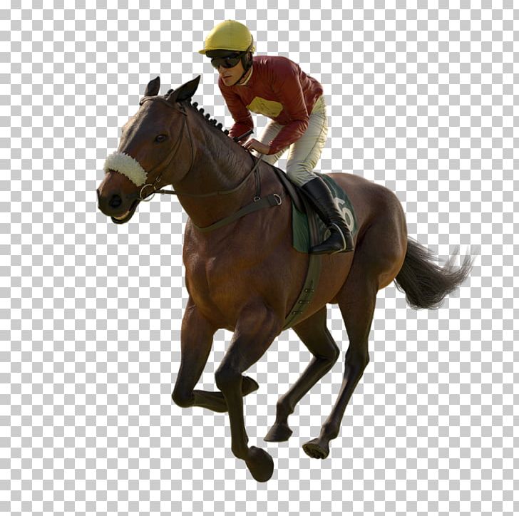 Horse Western Pleasure Rein Equestrian Hunt Seat PNG, Clipart, 7 Th, Animals, Animal Sports, Bridle, Causes Free PNG Download