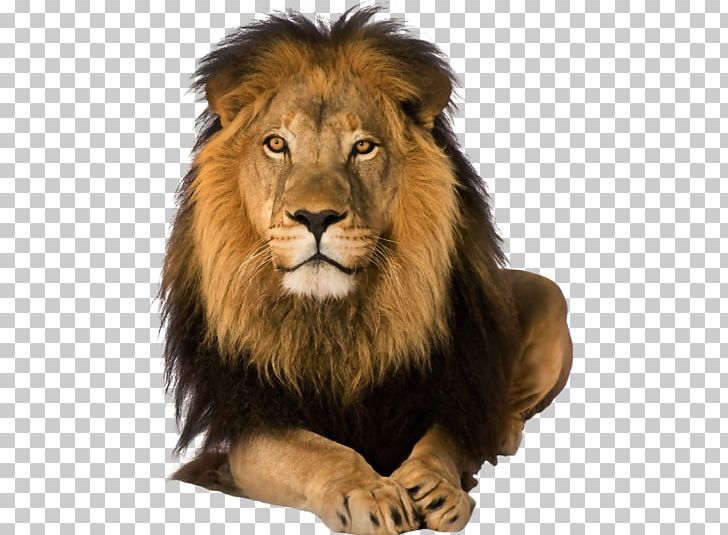 Lion Rosa Fort High School Great Prince Of The Forest PNG, Clipart, Animal, Art, Artist, Bambi, Big Cats Free PNG Download