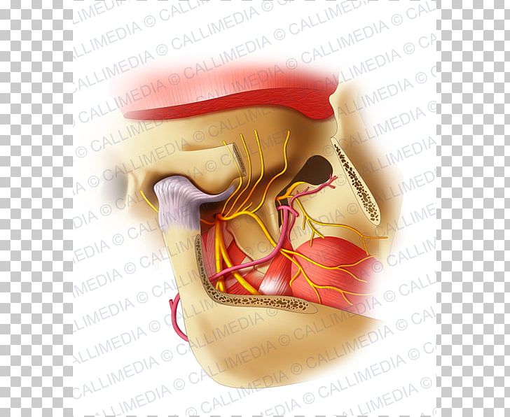 Mandibular Nerve Jaw Trigeminal Nerve Alaleuanluu PNG, Clipart, Alaleuanluu, Anatomy, Facial Artery, Inferior Alveolar Nerve, Jaw Free PNG Download