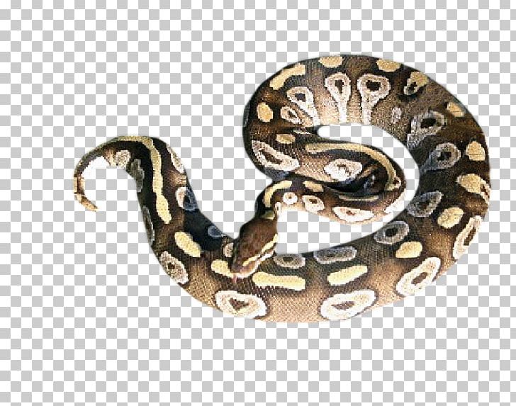 Boa Constrictor Rattlesnake Ball Python Hognose Snake PNG, Clipart, Aesthetics, Animal, Animals, Ball Python, Boa Constrictor Free PNG Download