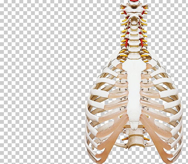 Health Medicine Human Body Physician Chiropractic PNG, Clipart, Body Jewelry, Bone, Chiropractic, Clinical Clerkship, Earrings Free PNG Download